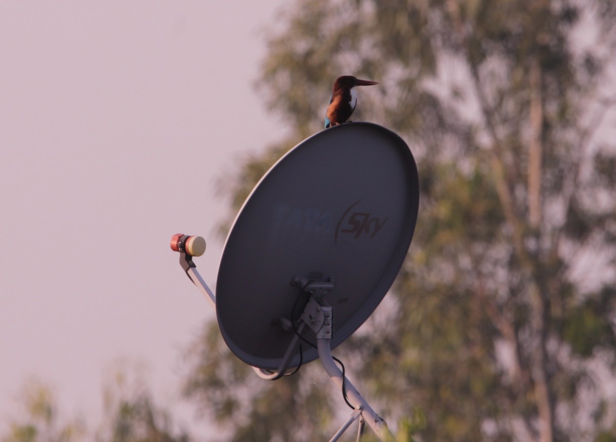White-throated Kingfisher - ML644264111