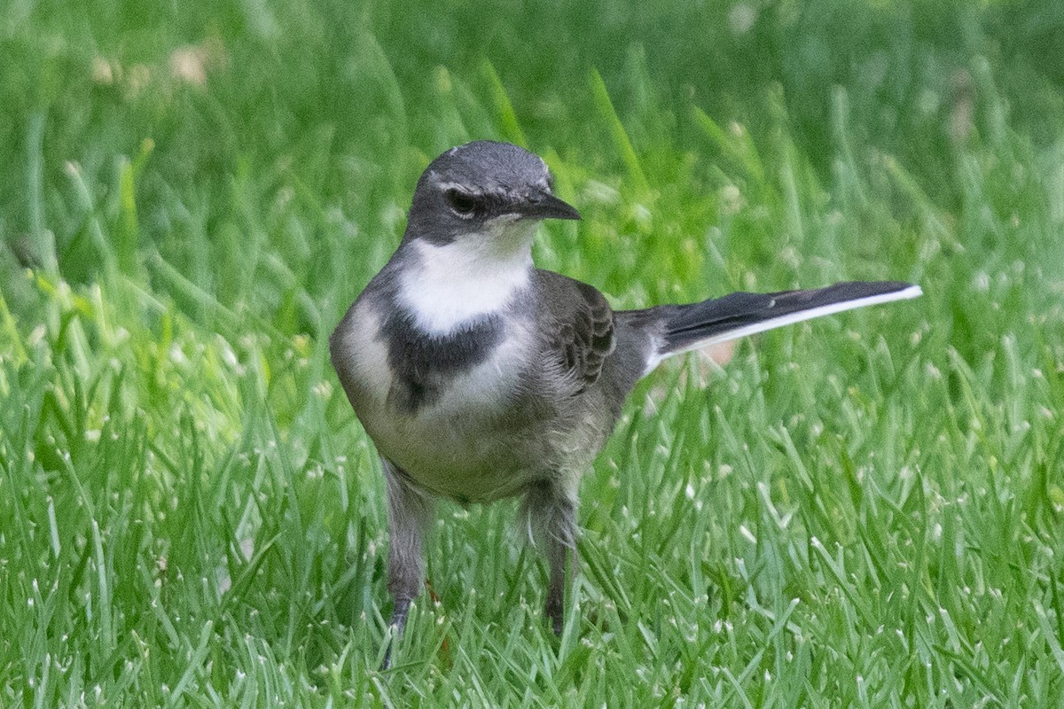 konipas jihoafrický - ML644264118