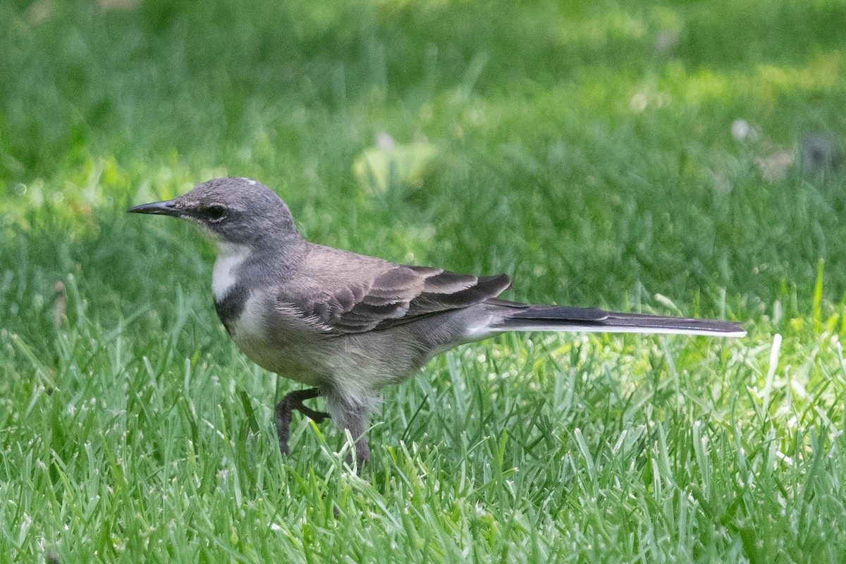 konipas jihoafrický - ML644264119