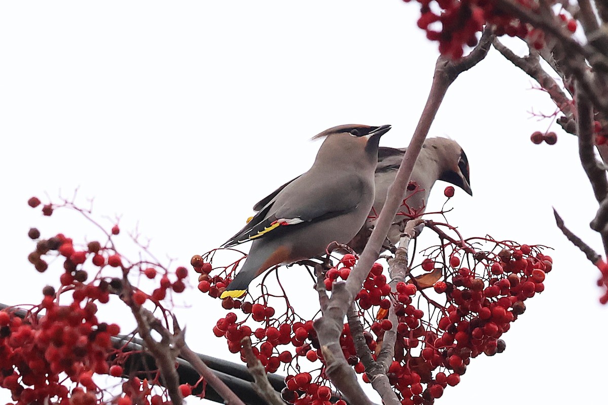 Buztanori boreala - ML644264123