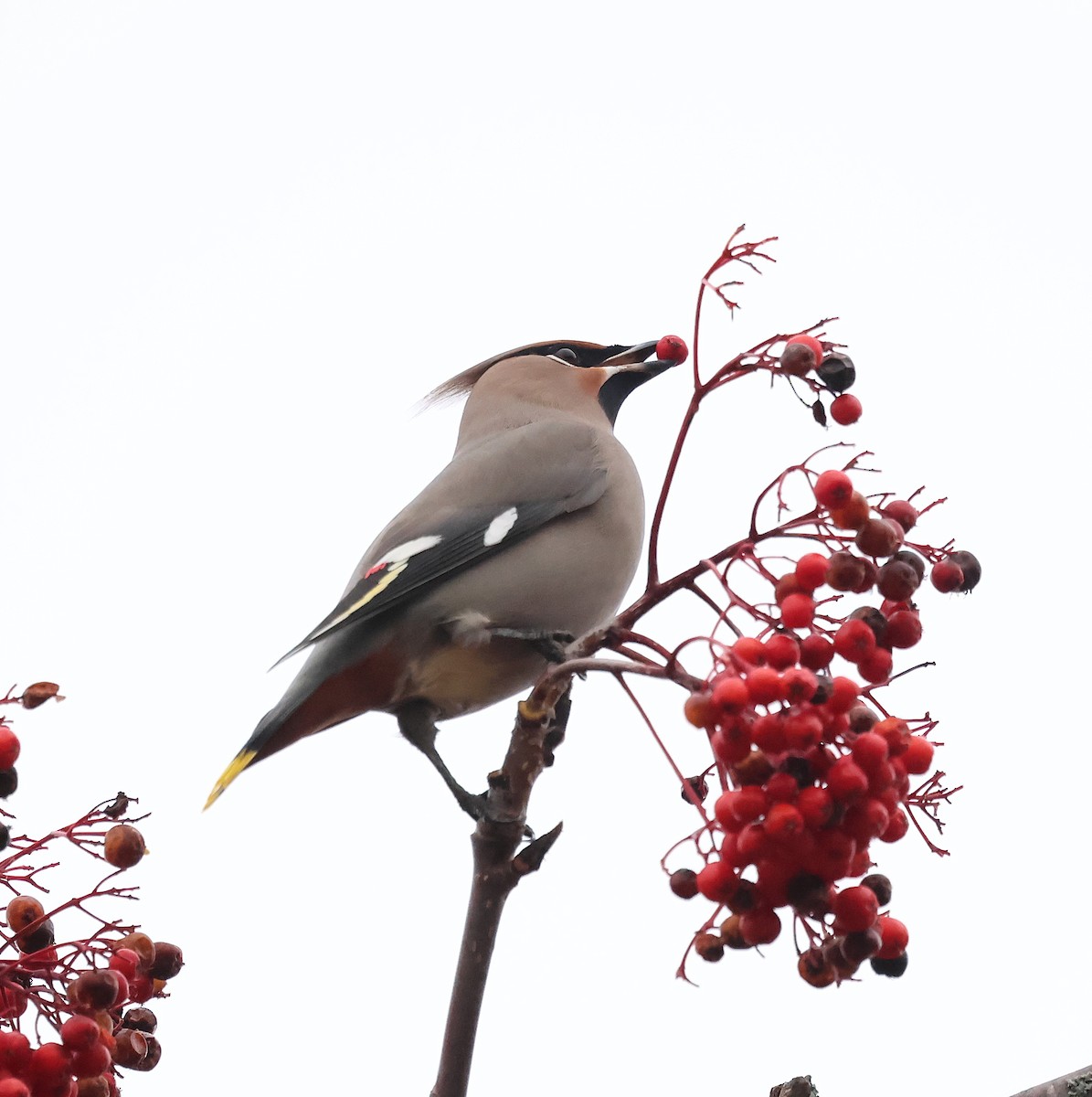 Buztanori boreala - ML644264124