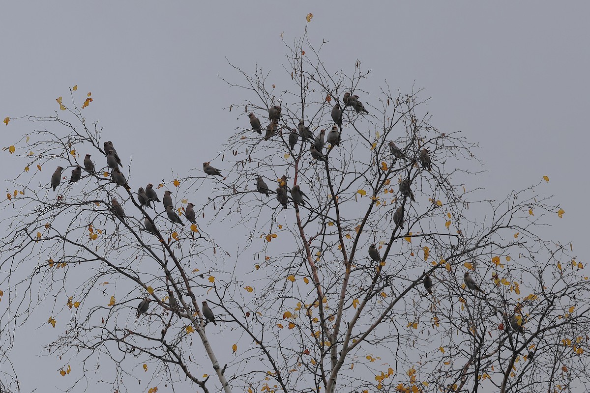 Buztanori boreala - ML644264125