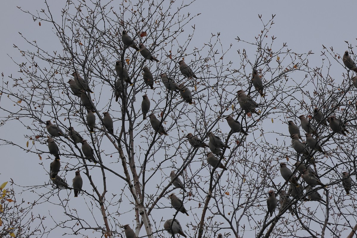 Buztanori boreala - ML644264126