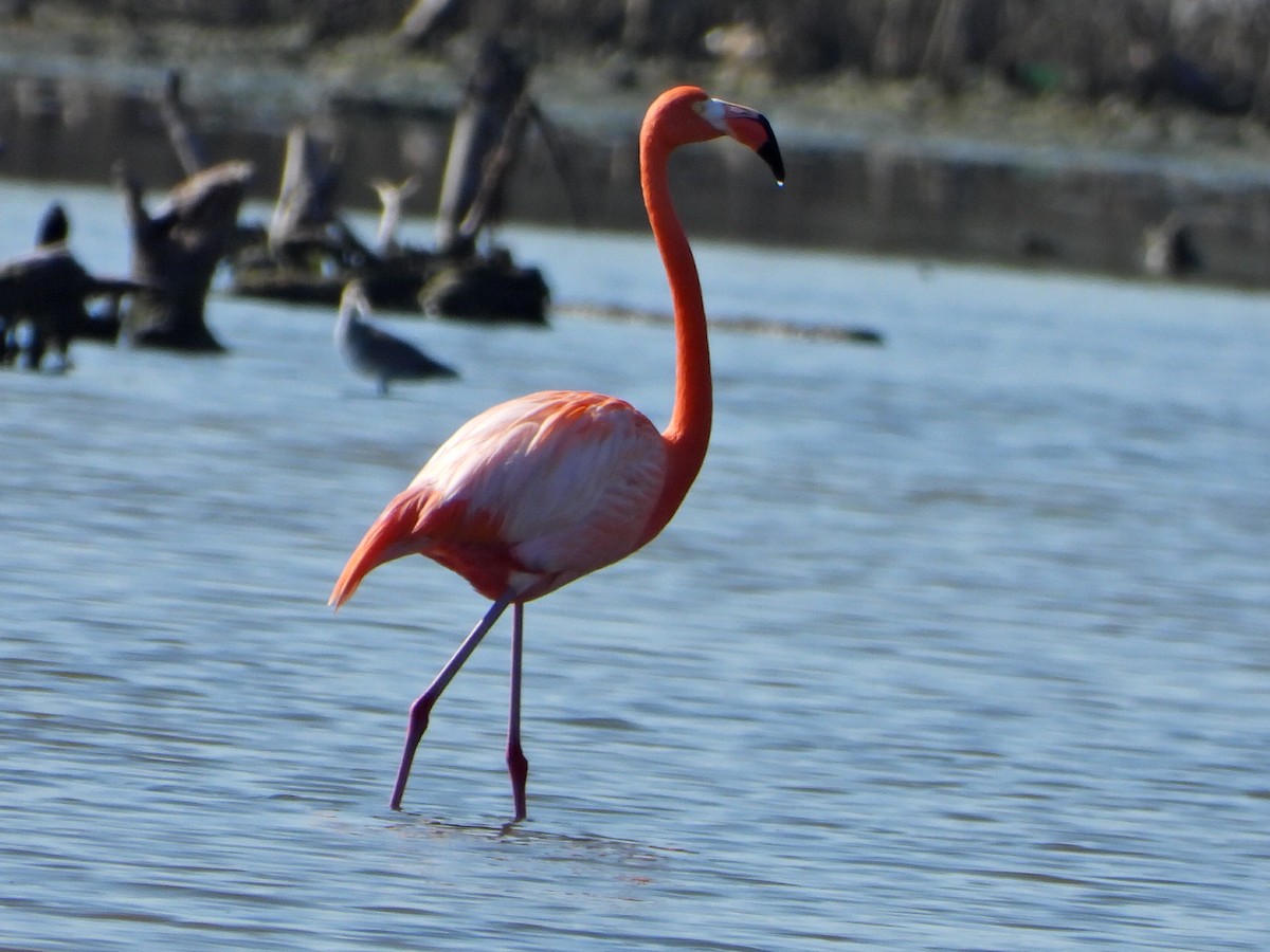 Amerika Flamingosu - ML644264130