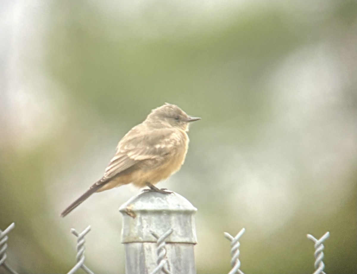 brunfibi - ML644264138