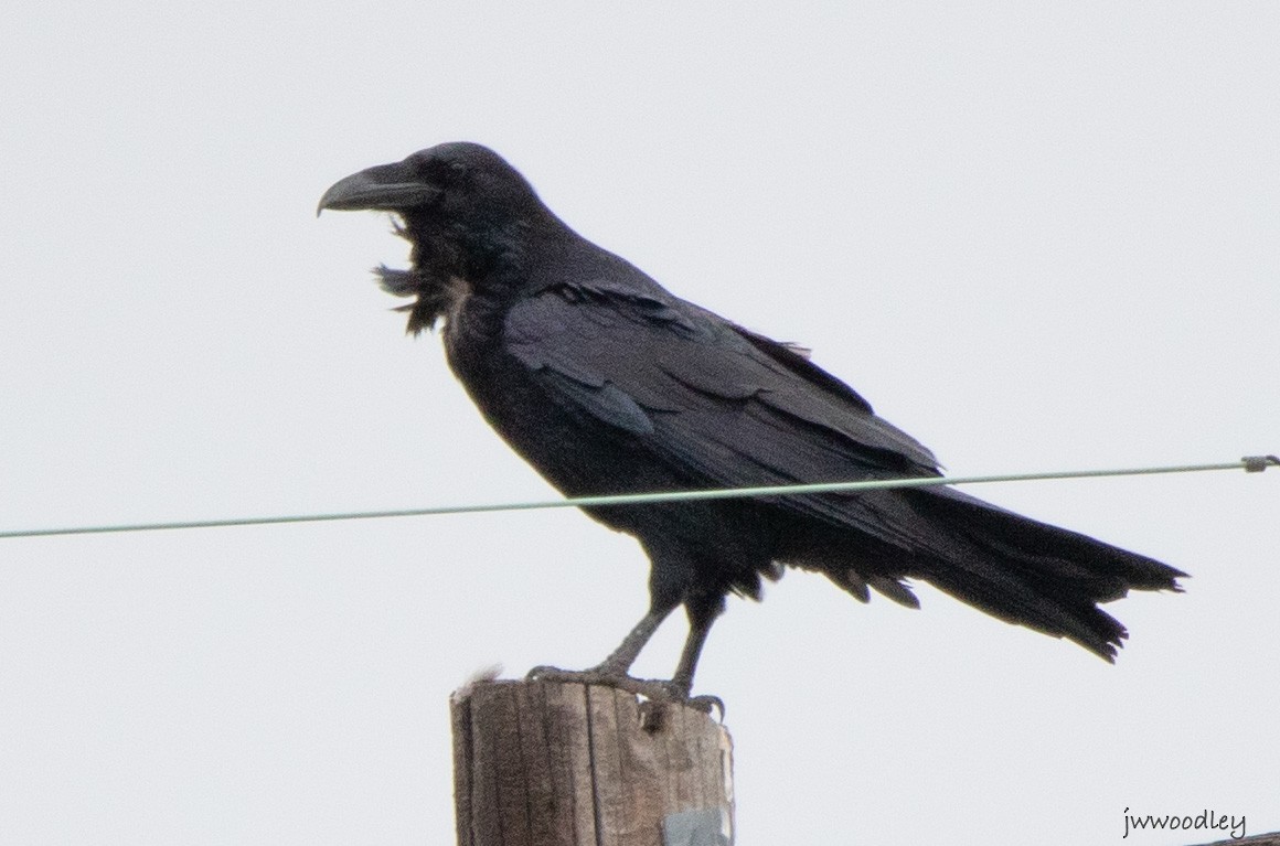 Common Raven - ML644264171