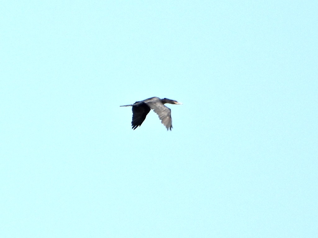 Neotropikal Karabatak - ML644264173