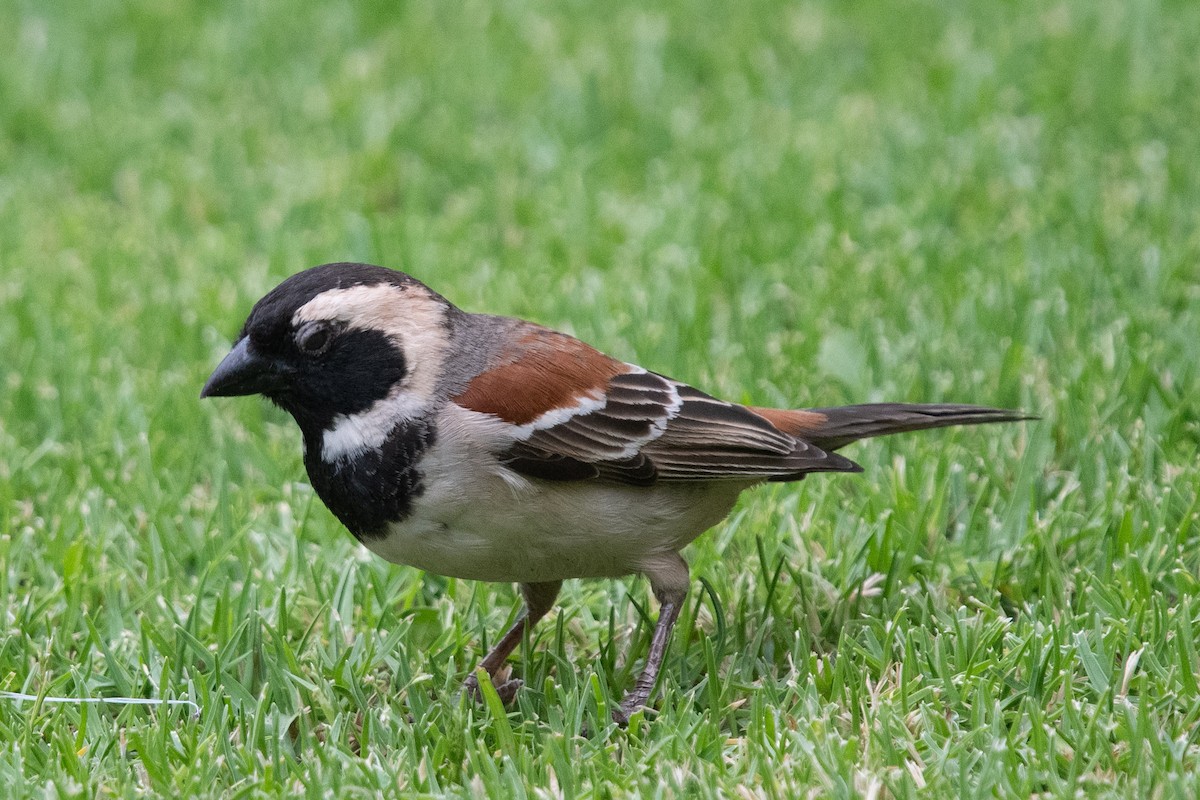Cape Sparrow - ML644264176