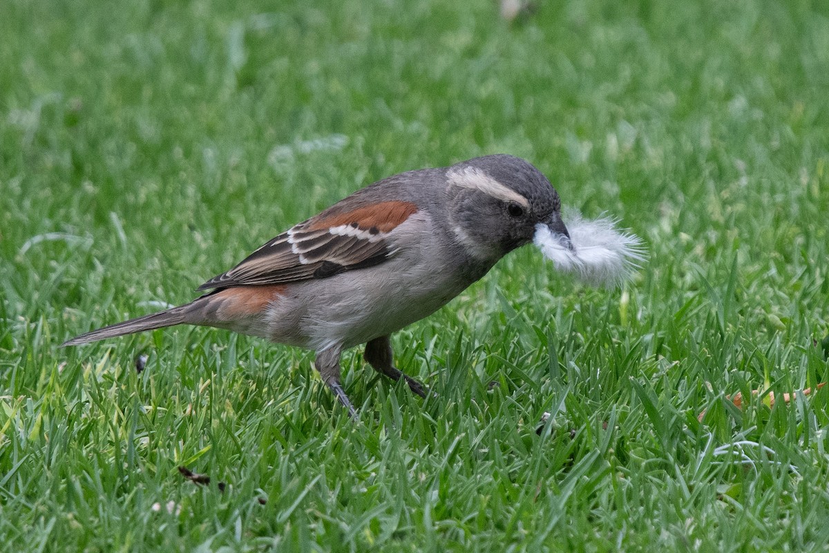 Cape Sparrow - ML644264177