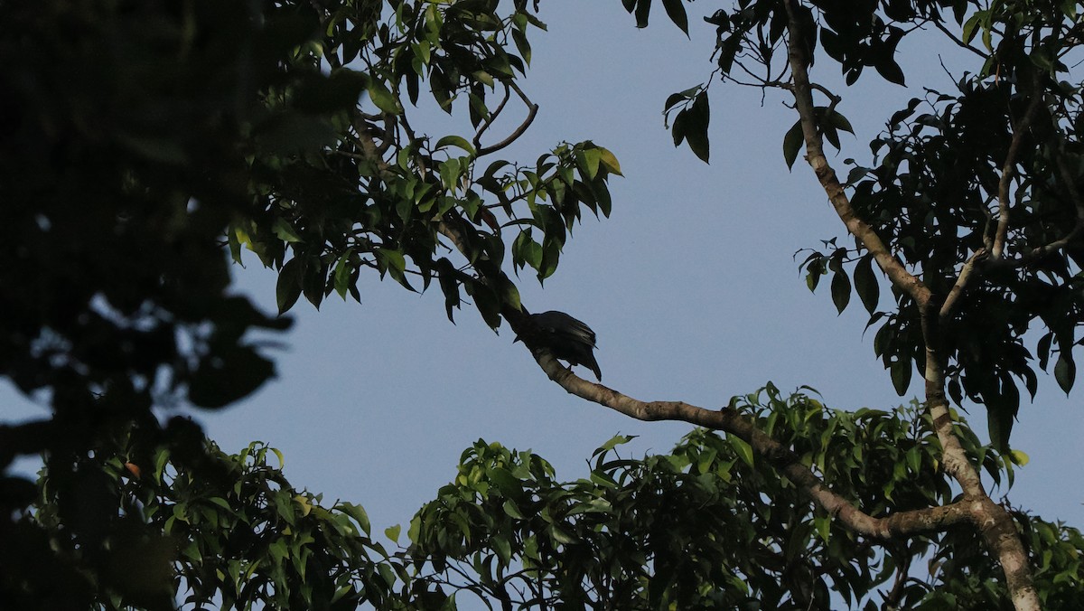 North Moluccan Cicadabird (North Moluccan) - ML644264180