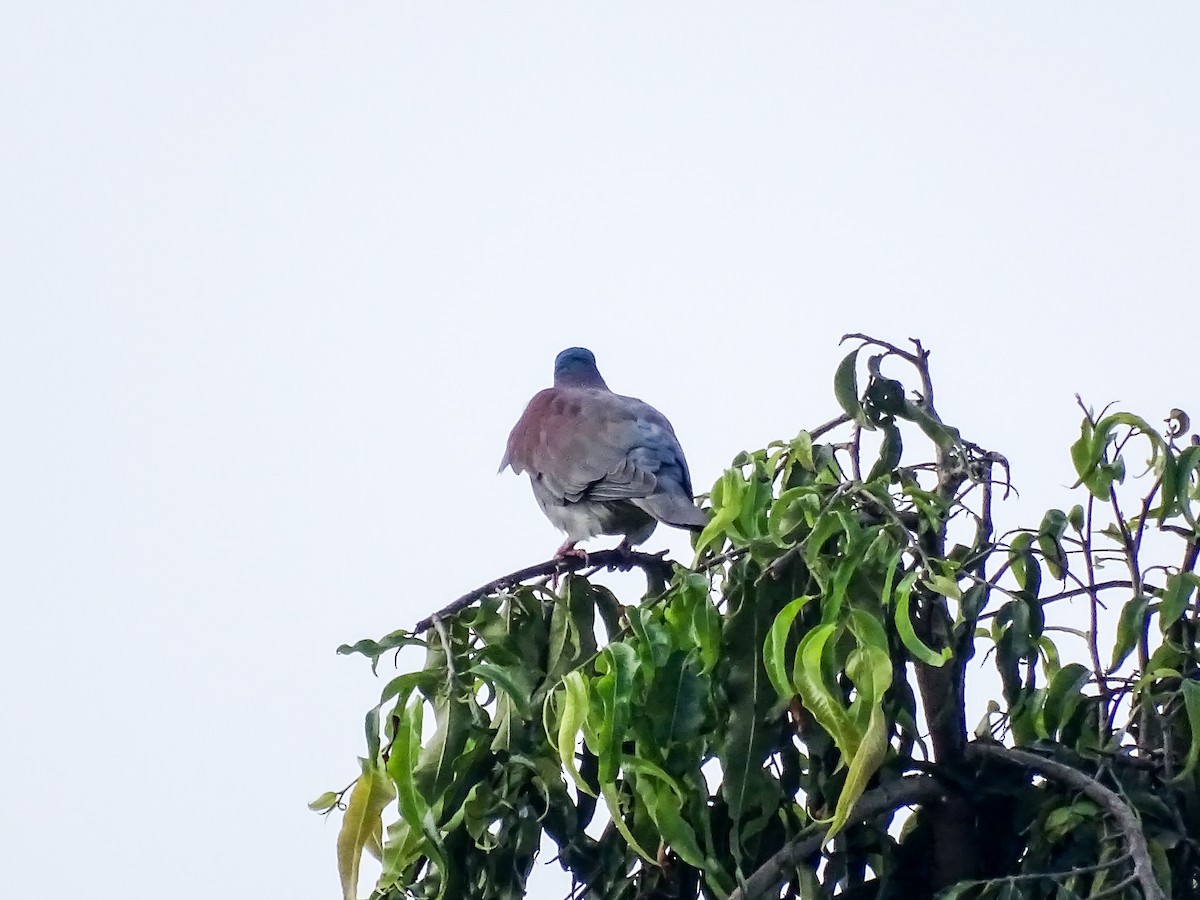 Pale-vented Pigeon - ML644264186