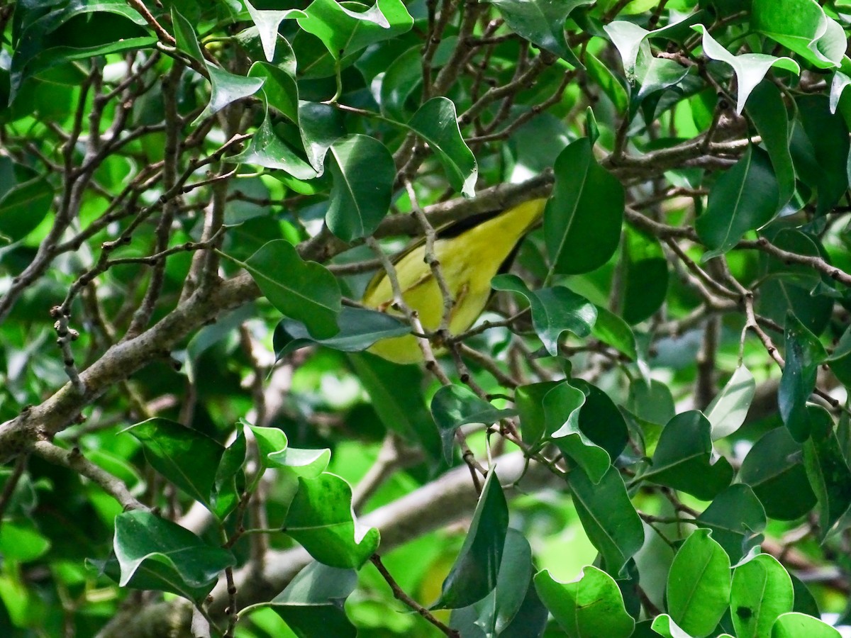 Northern/Mangrove Yellow Warbler - ML644264195