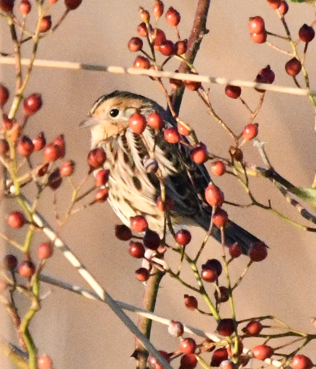 LeConte's Sparrow - ML644264196