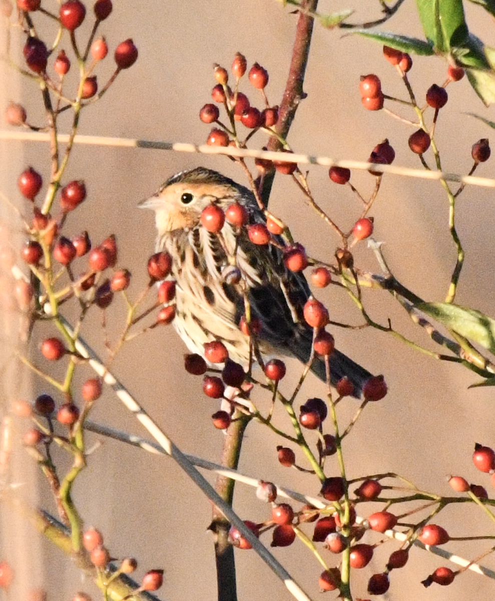 LeConte's Sparrow - ML644264197