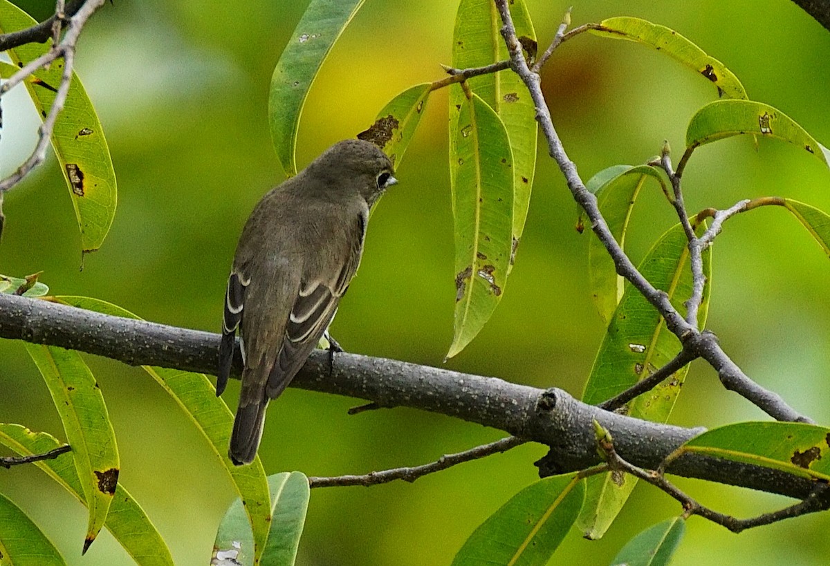 gråflankefluesnapper - ML644264198