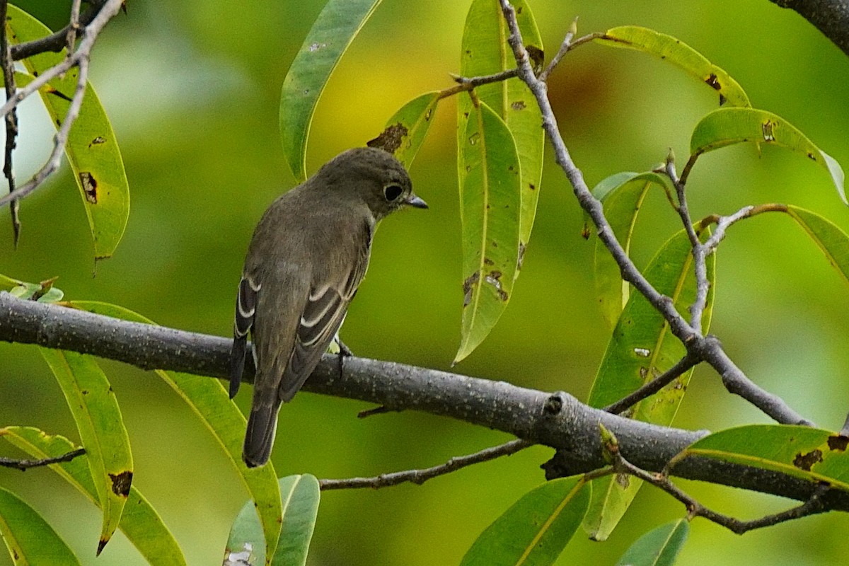 gråflankefluesnapper - ML644264200