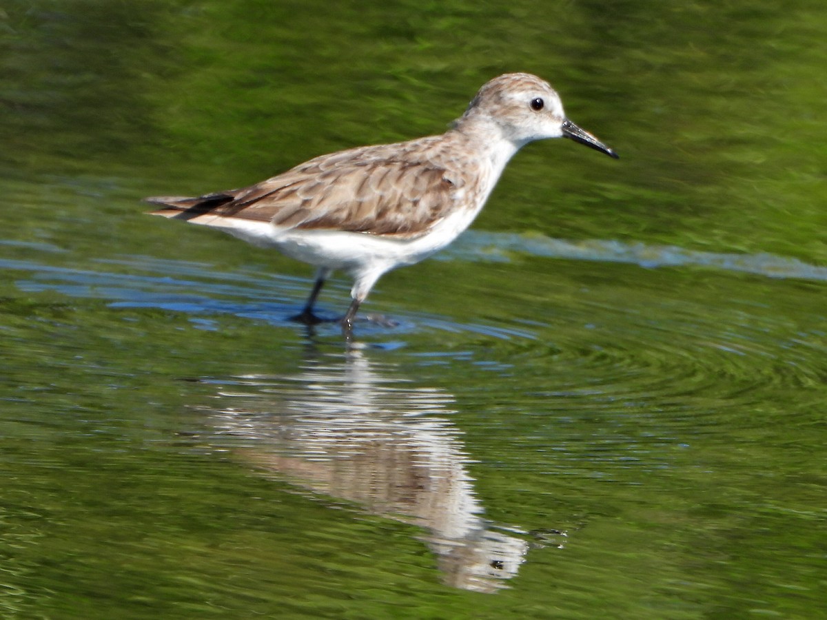 Semipalmated Sandpiper - ML644264202