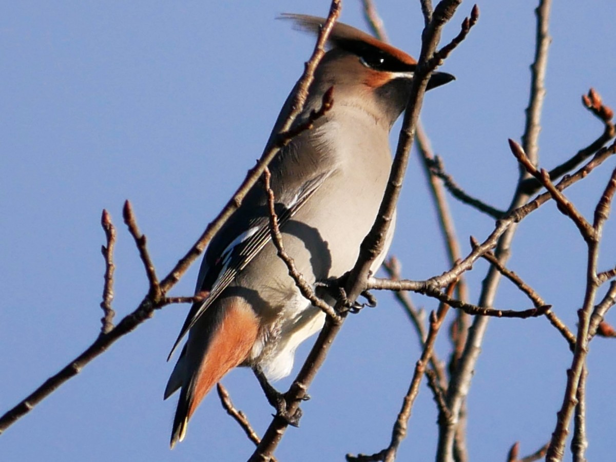 Buztanori boreala - ML644264219