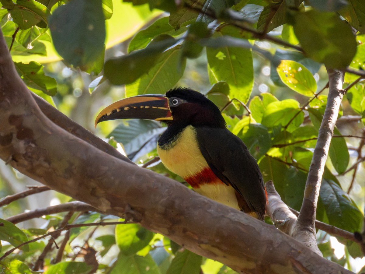 Braunohrarassari - ML644264224