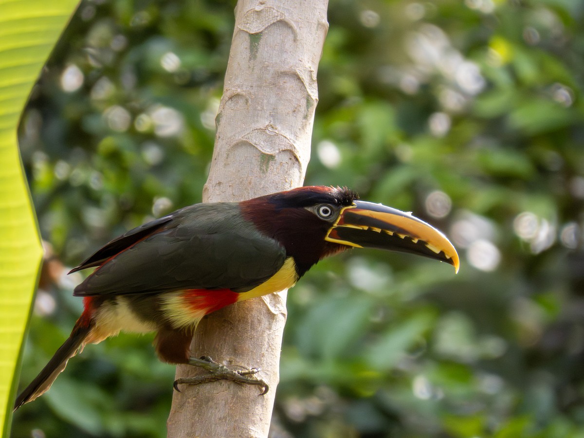 Braunohrarassari - ML644264225