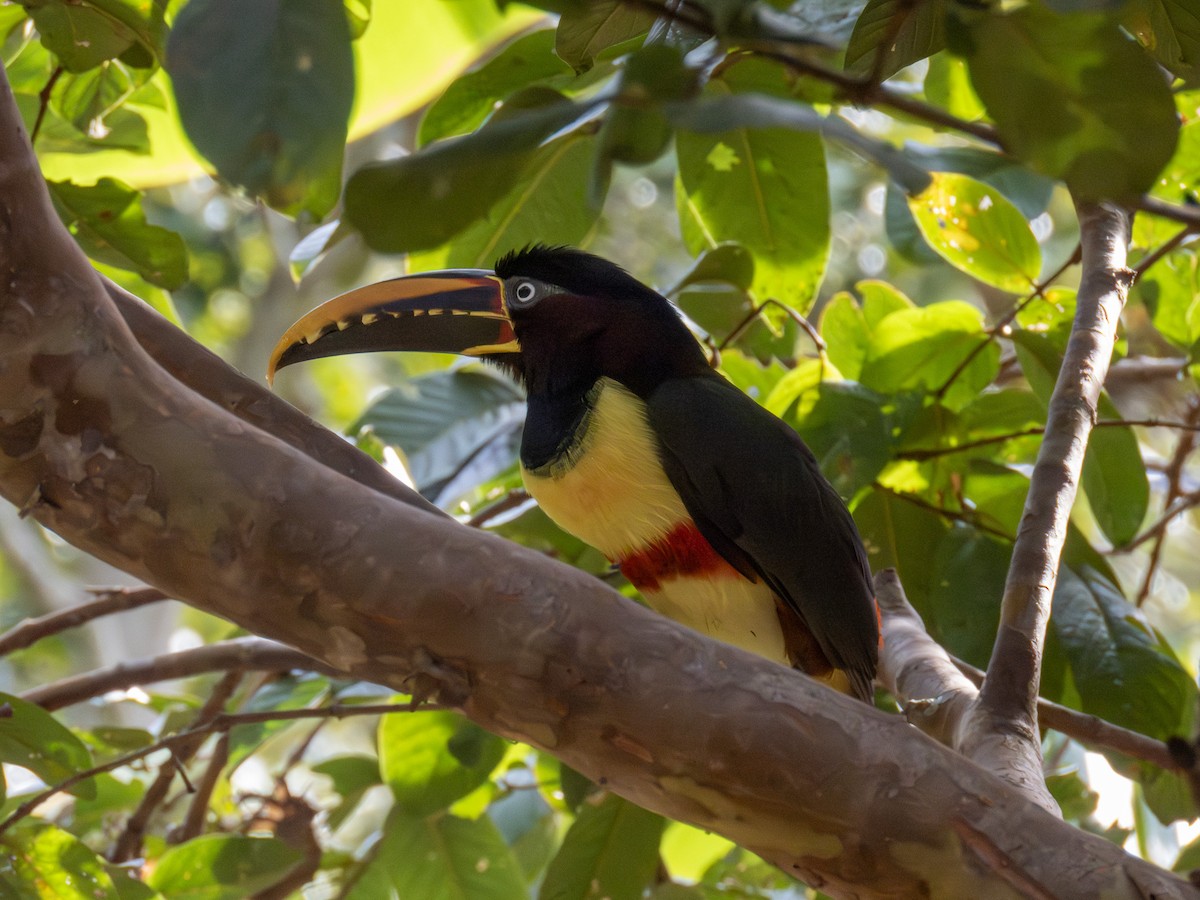 Braunohrarassari - ML644264226