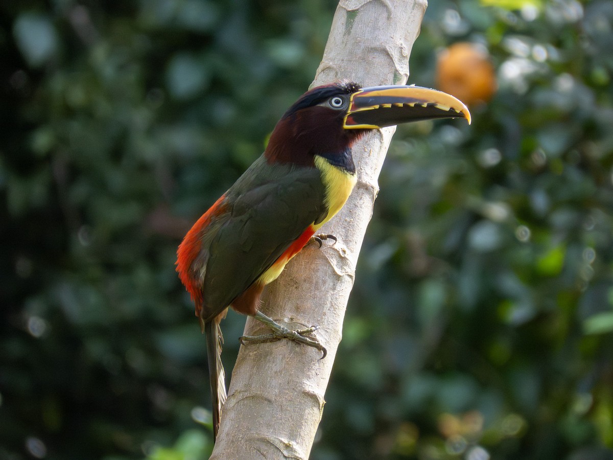 Braunohrarassari - ML644264227