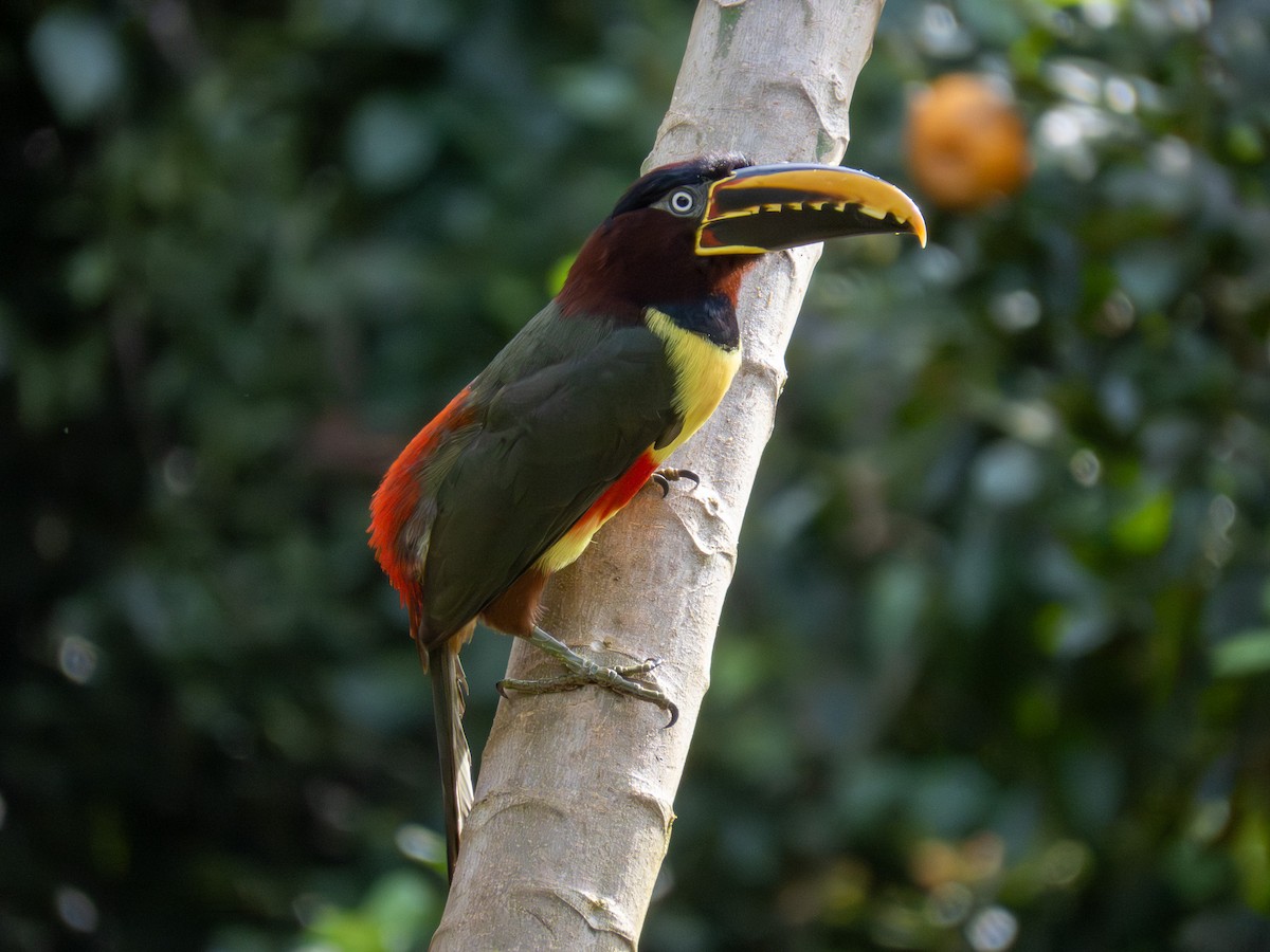 Braunohrarassari - ML644264228