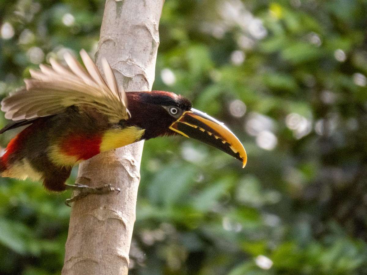 Braunohrarassari - ML644264229