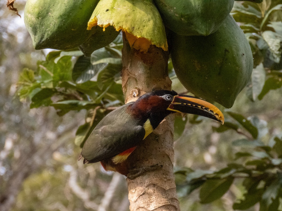 Braunohrarassari - ML644264230