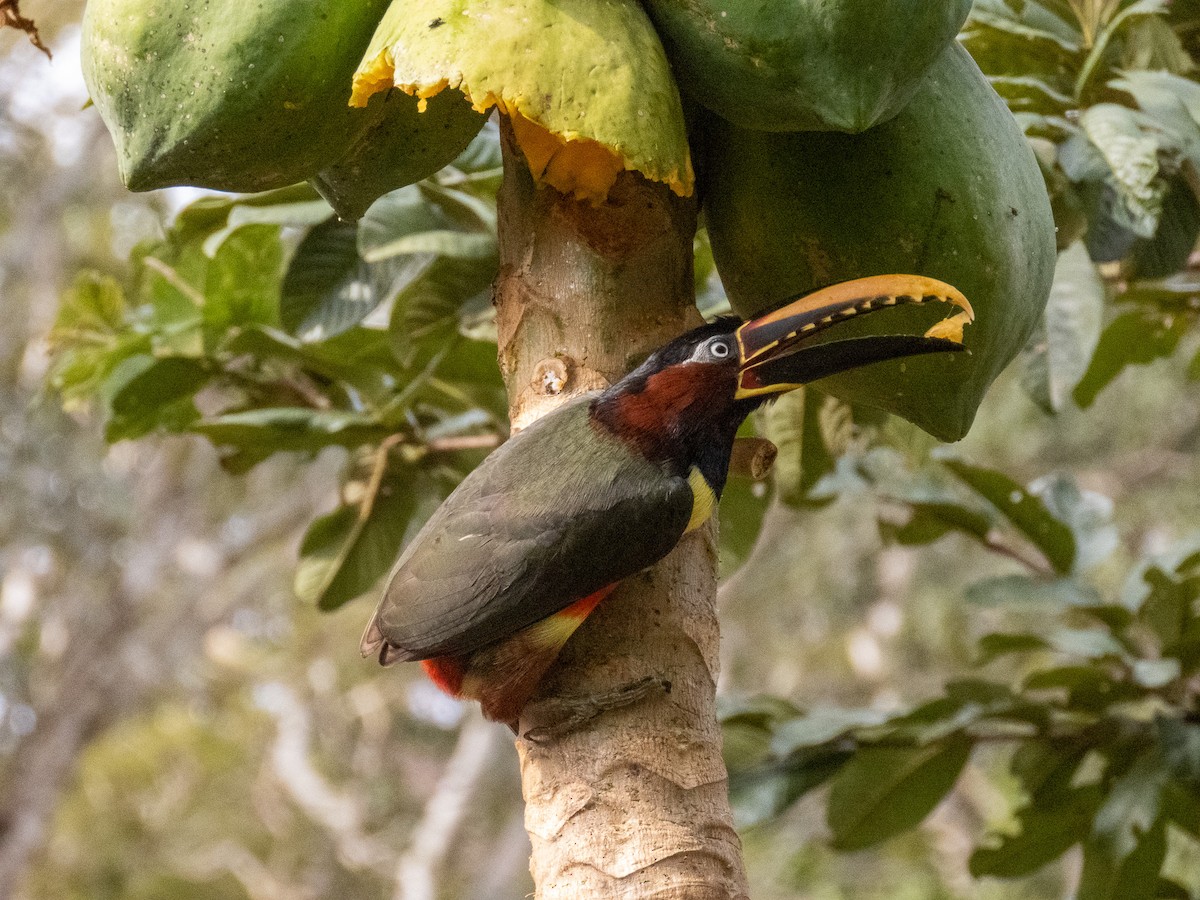 Braunohrarassari - ML644264231