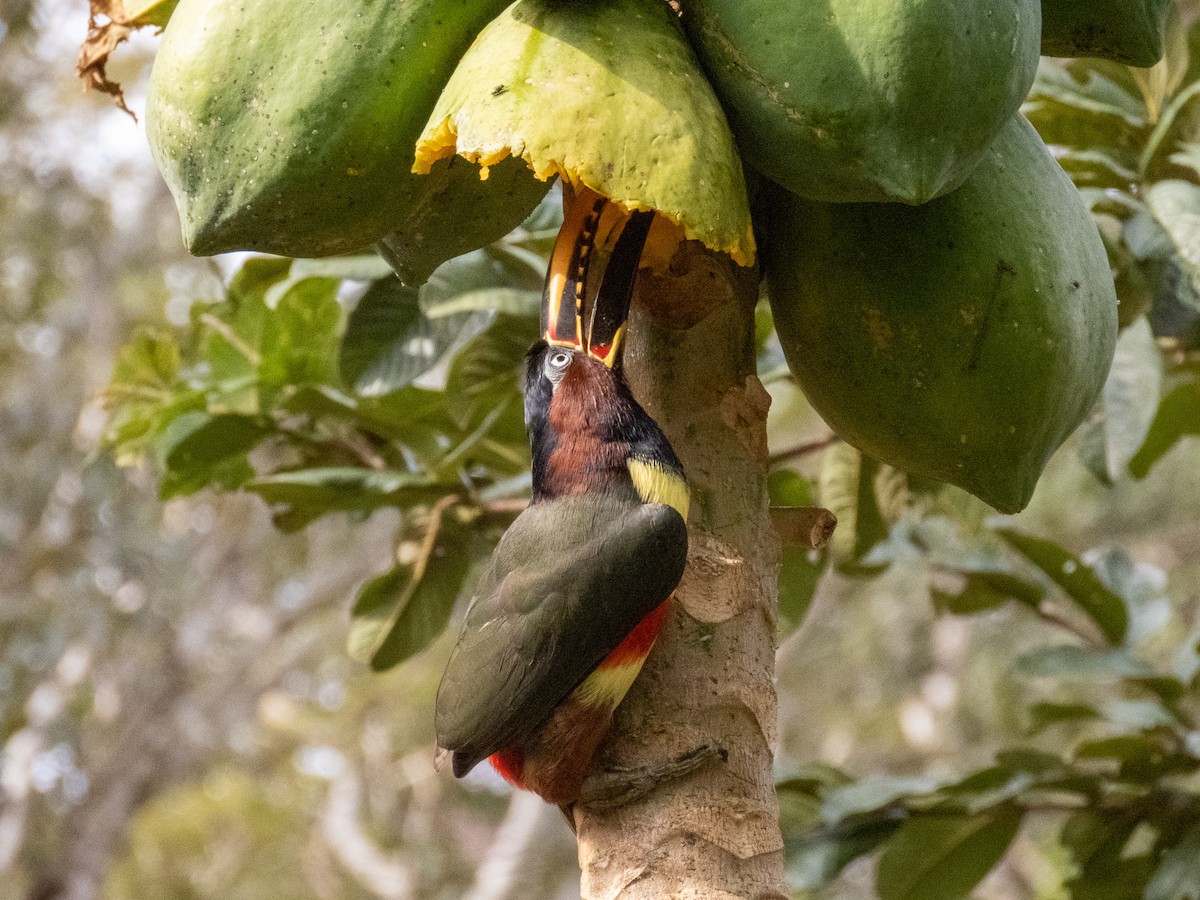 Braunohrarassari - ML644264232