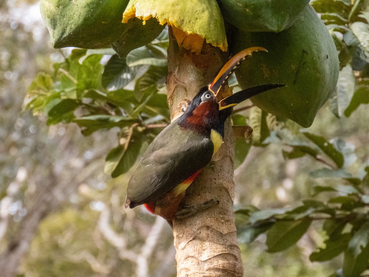 Braunohrarassari - ML644264233