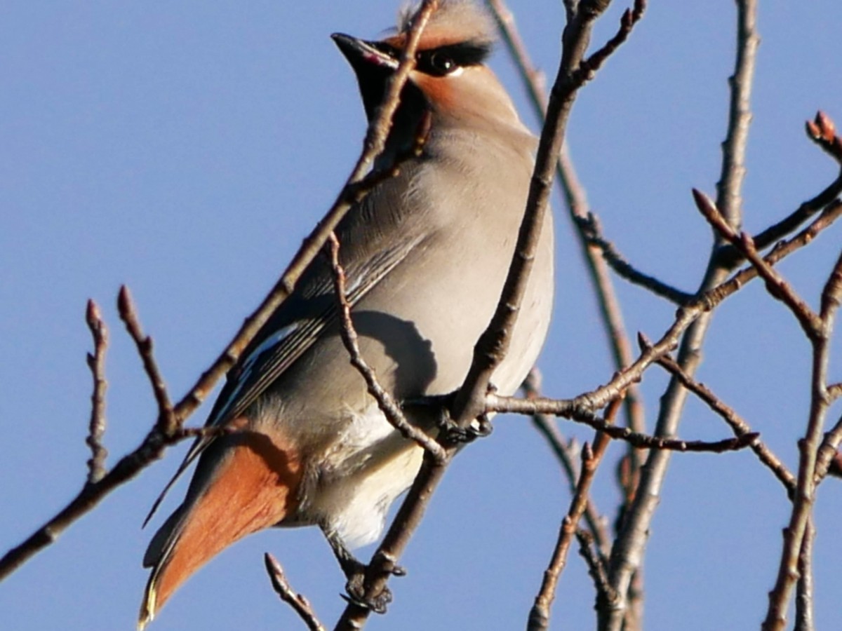 Buztanori boreala - ML644264234