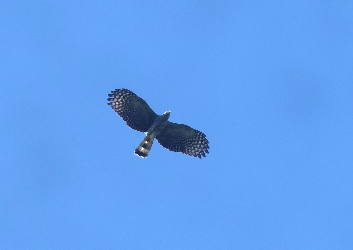Hook-billed Kite - ML644264239