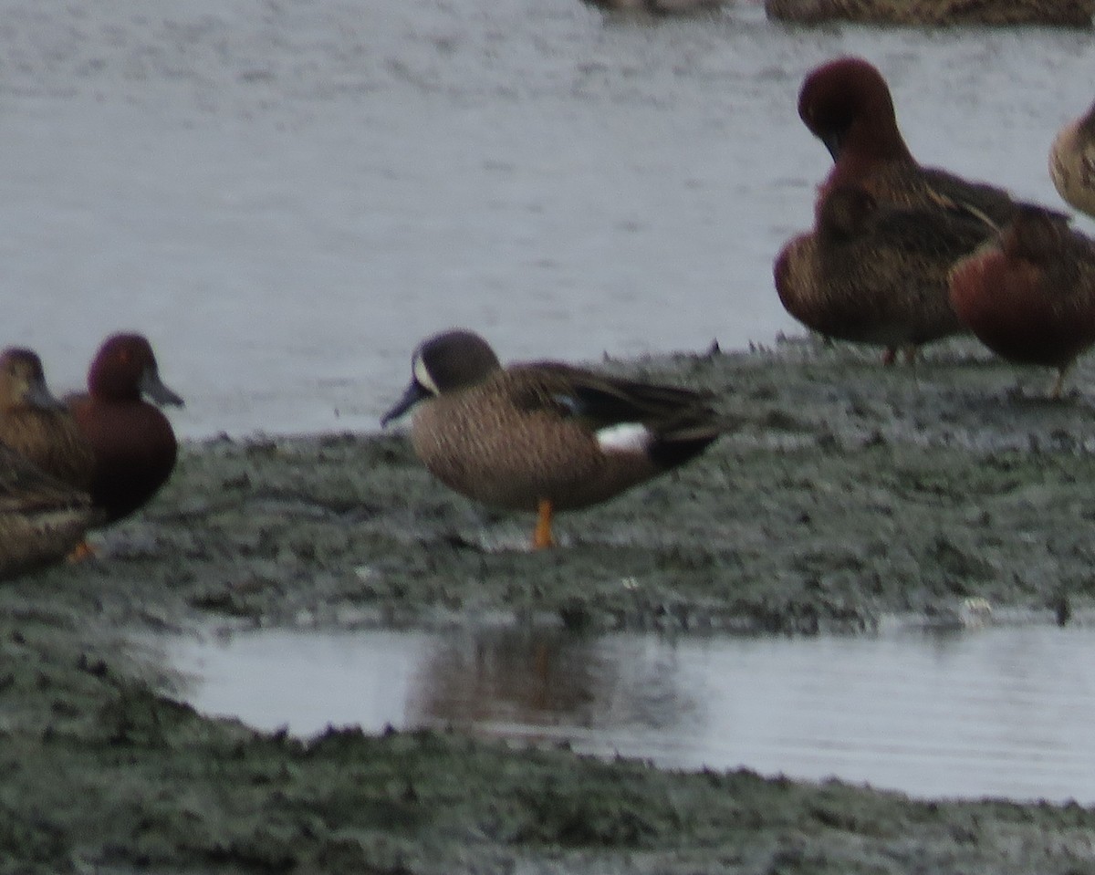 Blue-winged Teal - ML644264245