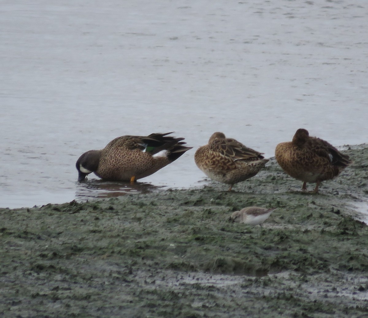 Blue-winged Teal - ML644264246