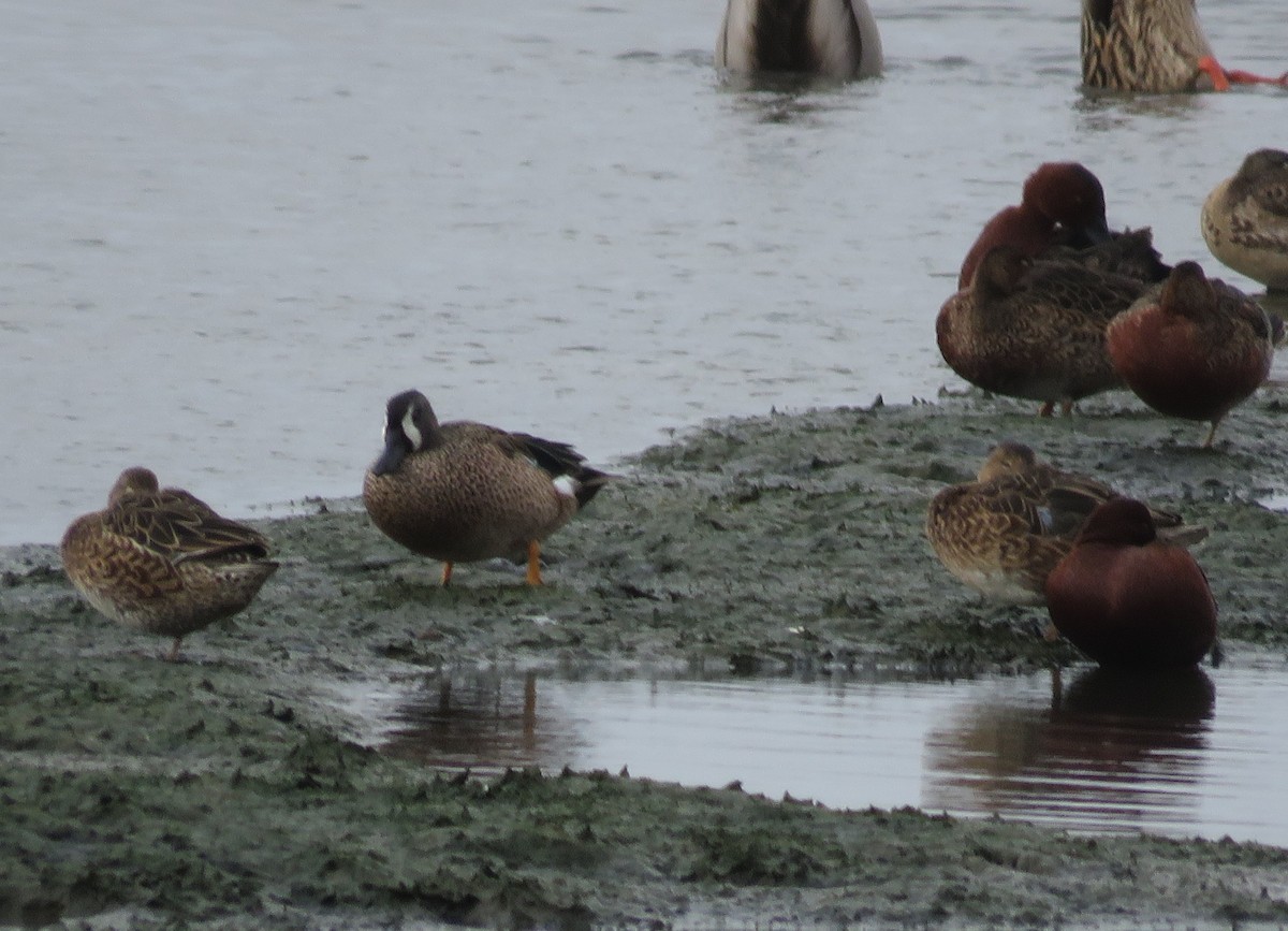 Blue-winged Teal - ML644264247