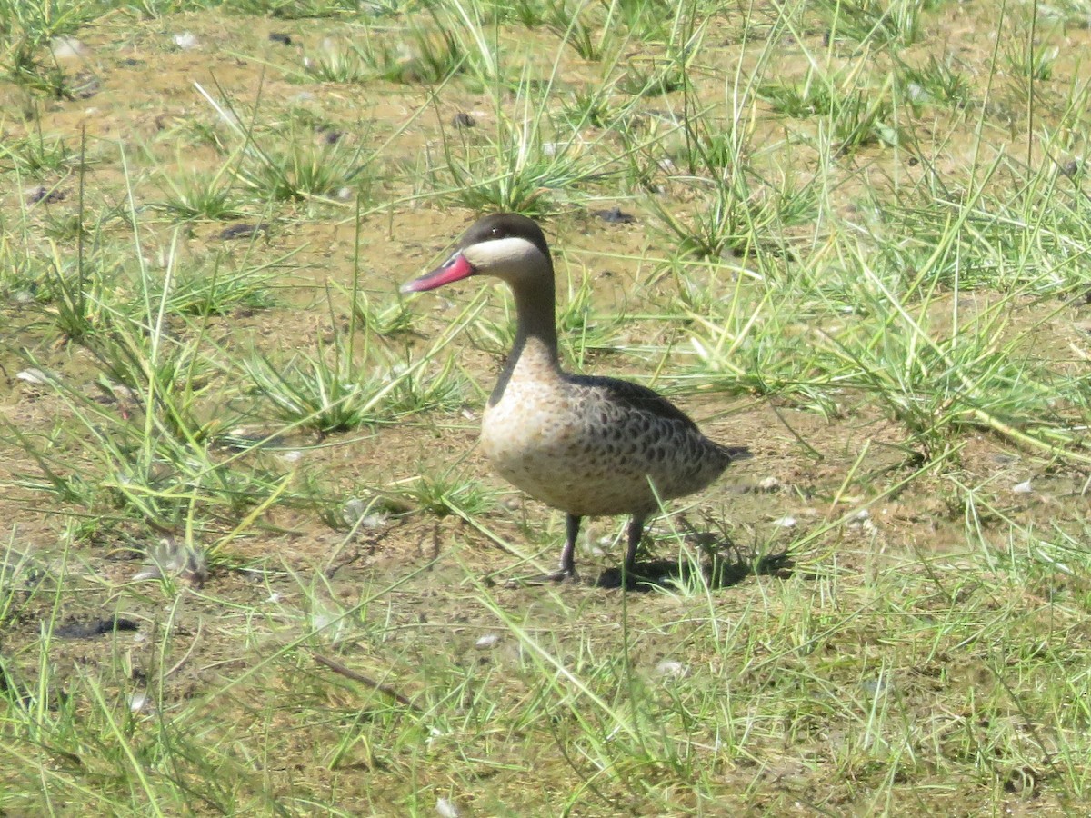 Red-billed Duck - ML644264251
