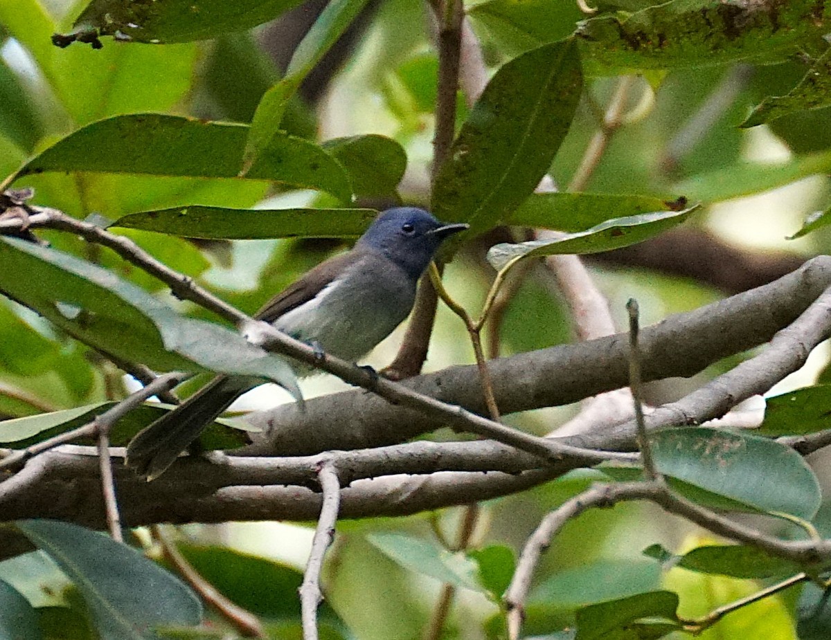 Tchitrec azuré - ML644264255