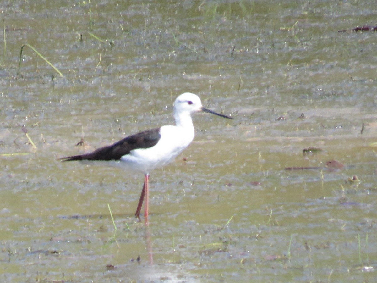 Zankaluze eurasiarra - ML644264262