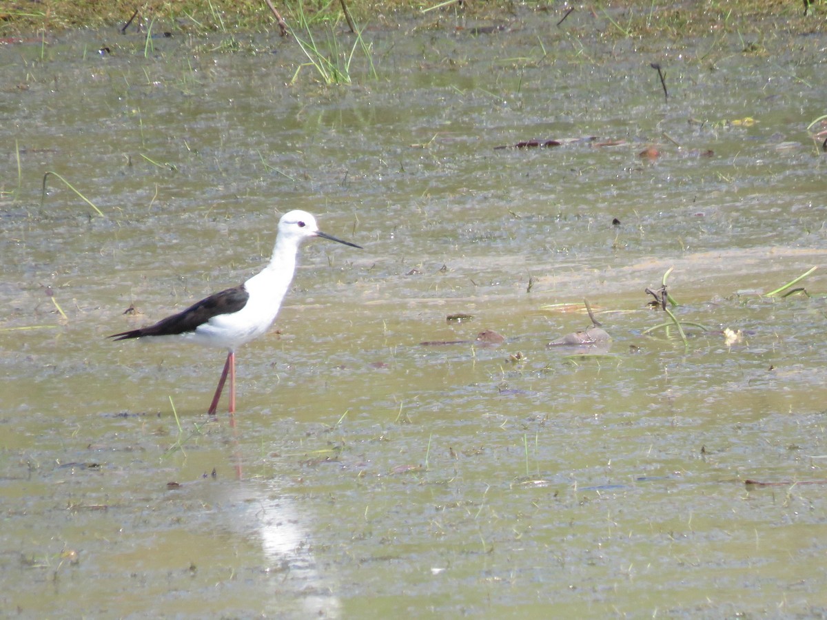 Zankaluze eurasiarra - ML644264263