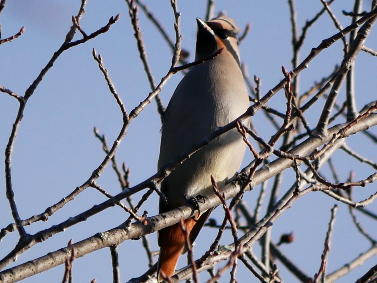 Buztanori boreala - ML644264264