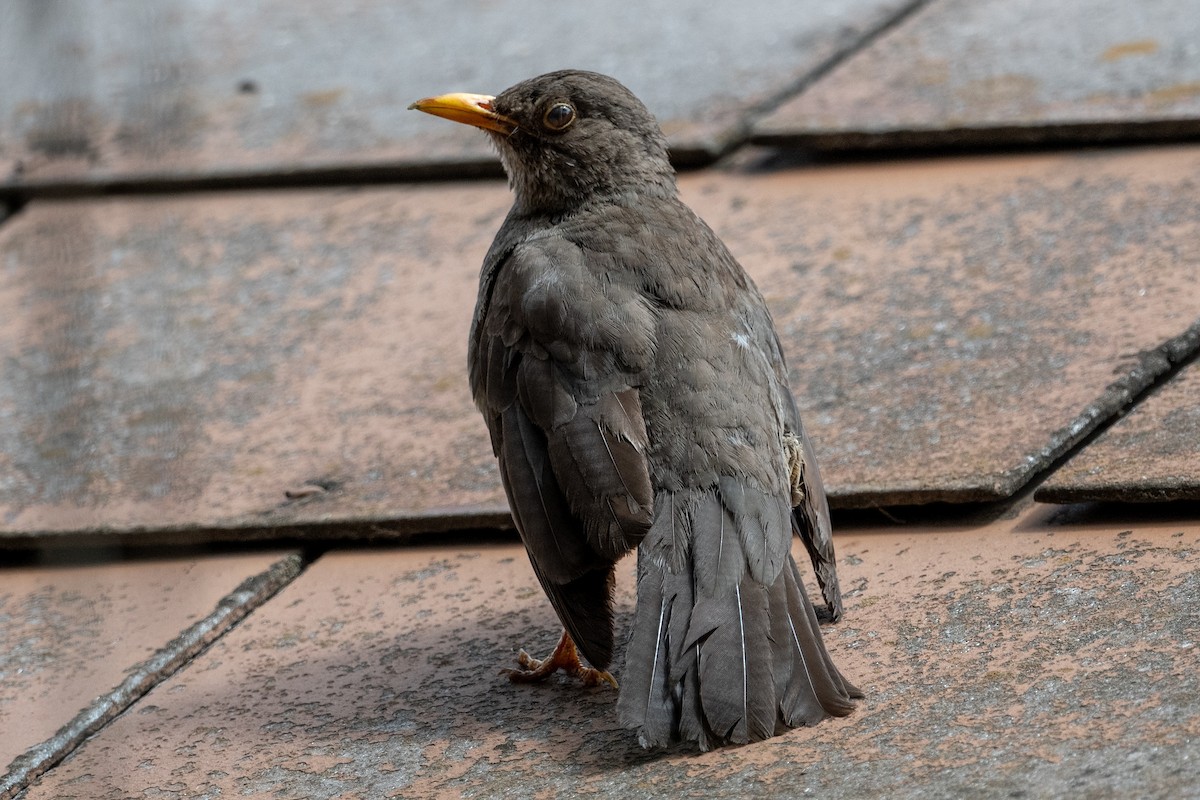 Karoo Thrush - ML644264307