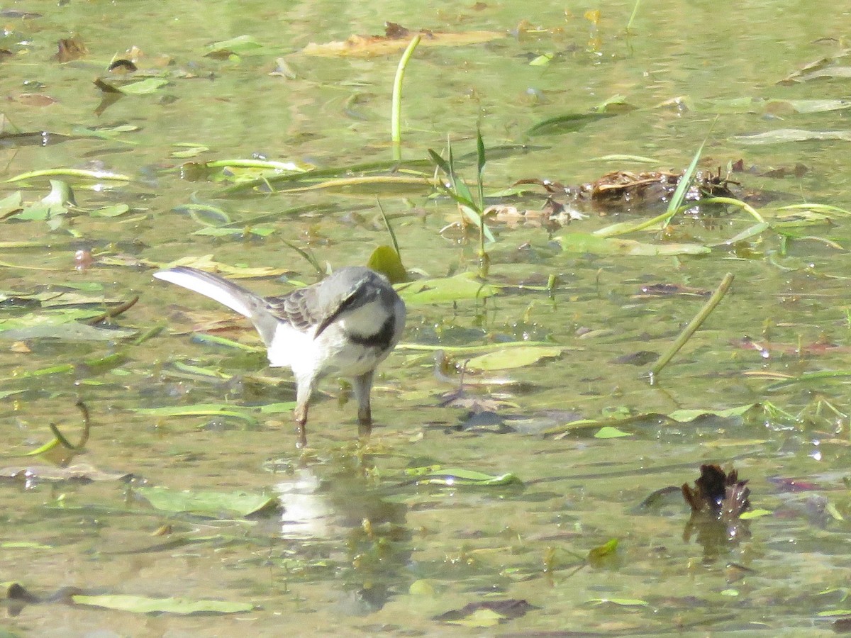 konipas jihoafrický - ML644264308