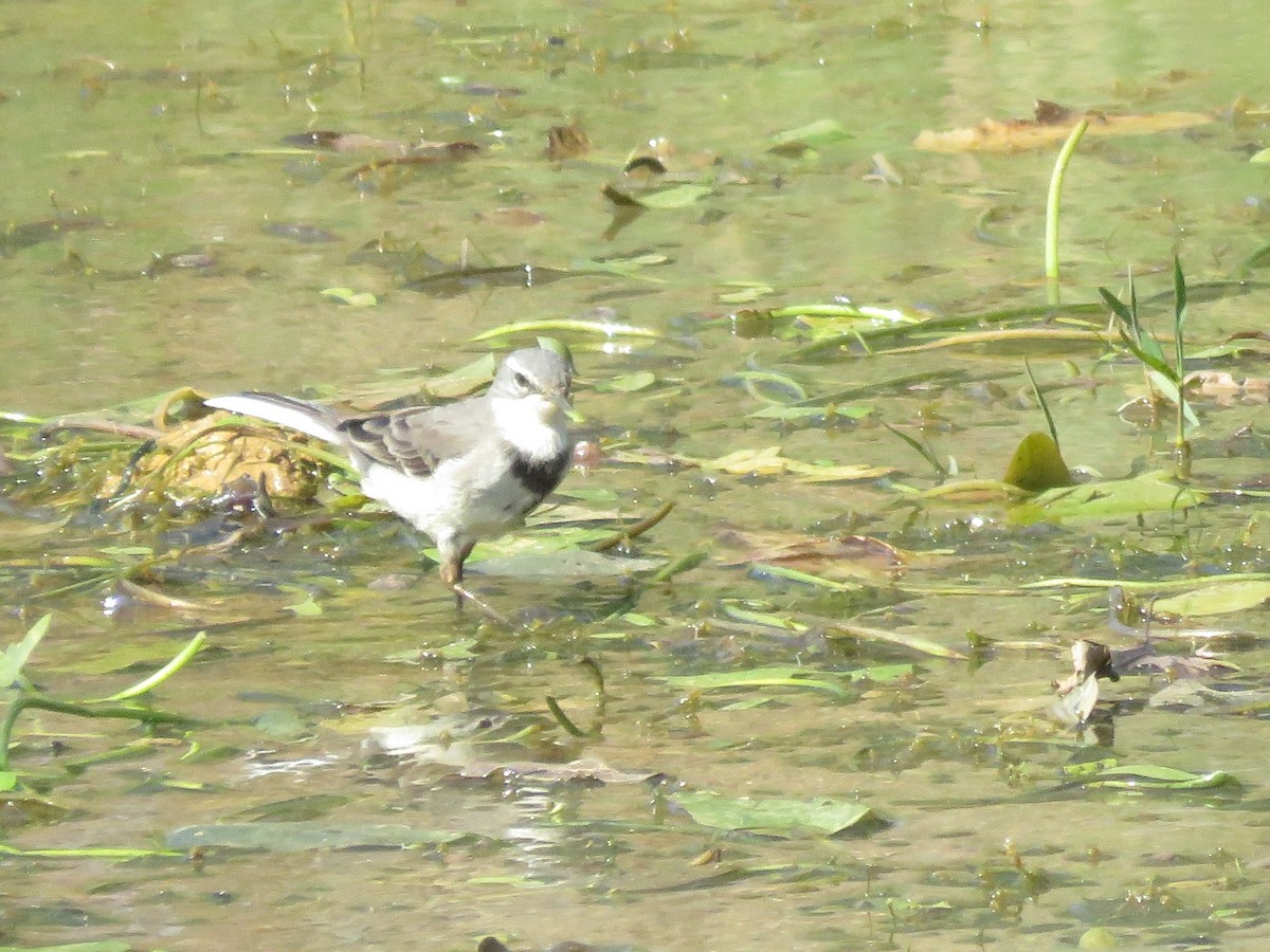 konipas jihoafrický - ML644264309