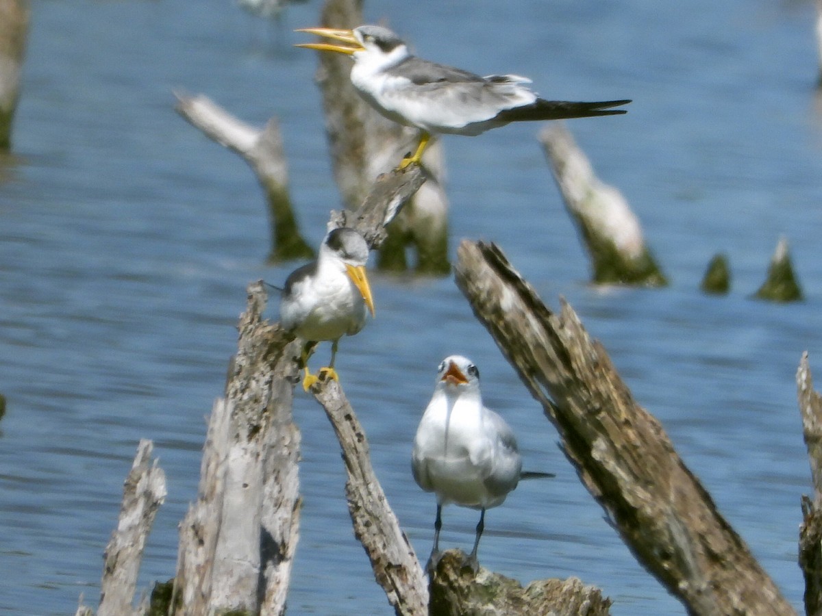 Large-billed Tern - ML644264329