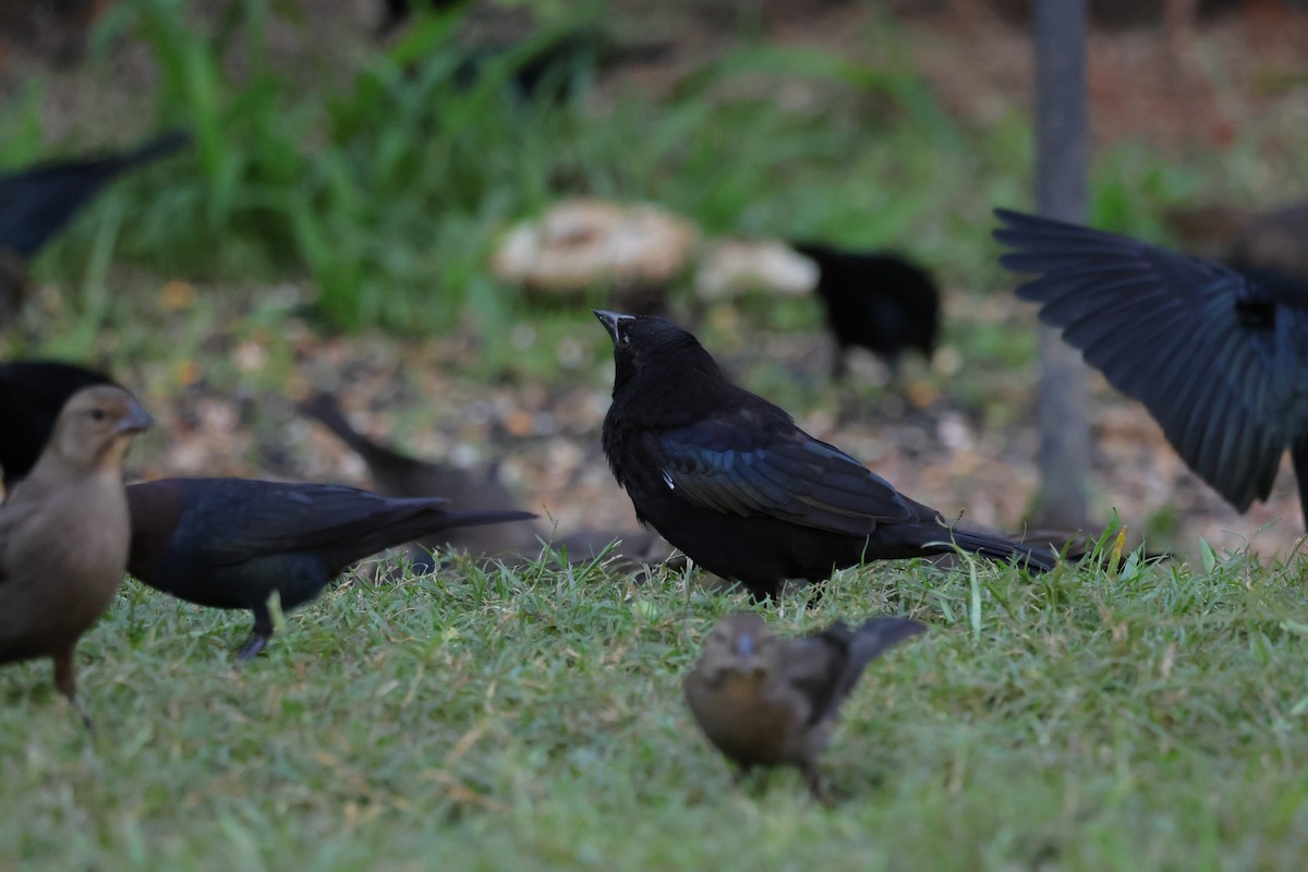Bronzed Cowbird - ML644264331