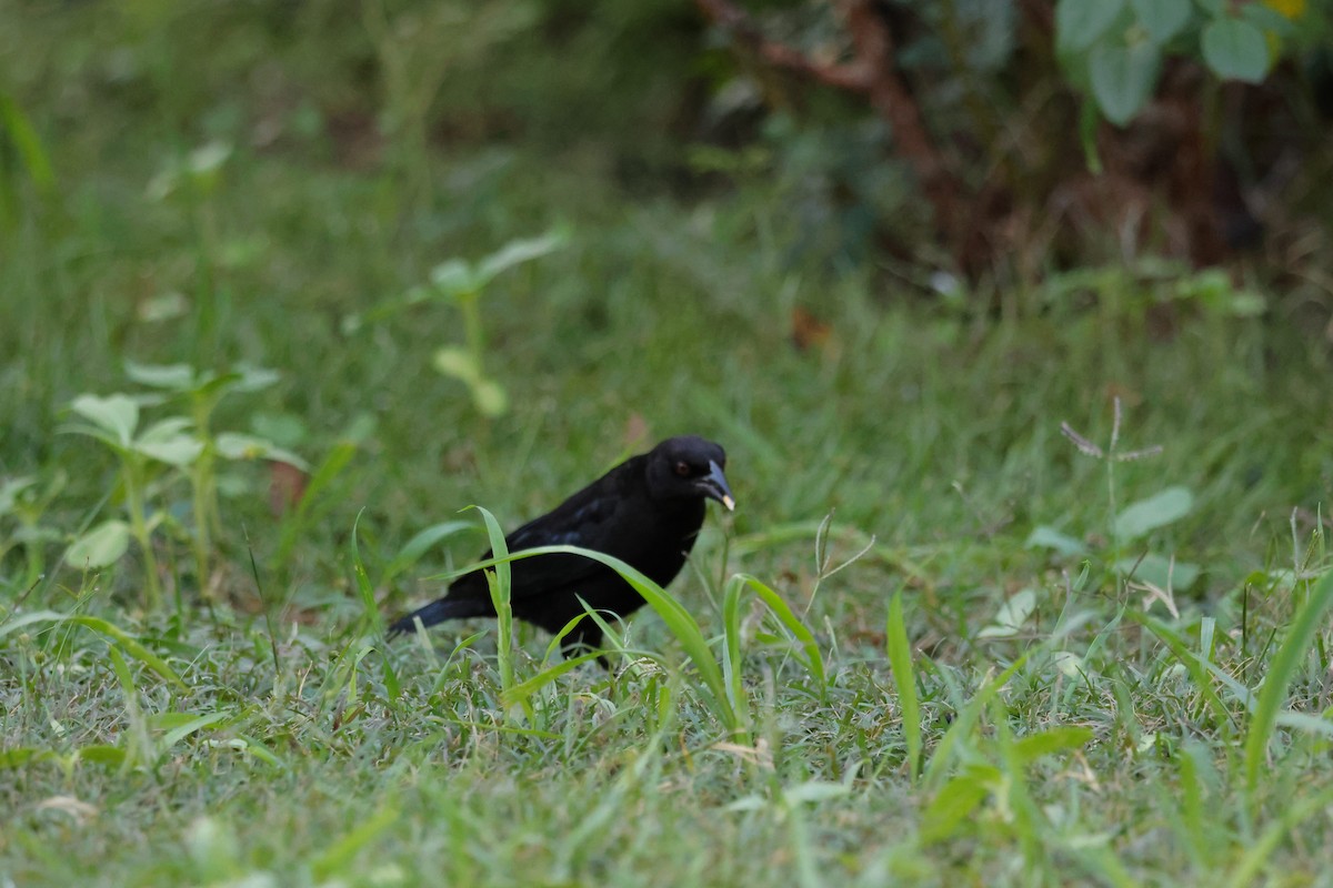 Bronzed Cowbird - ML644264332