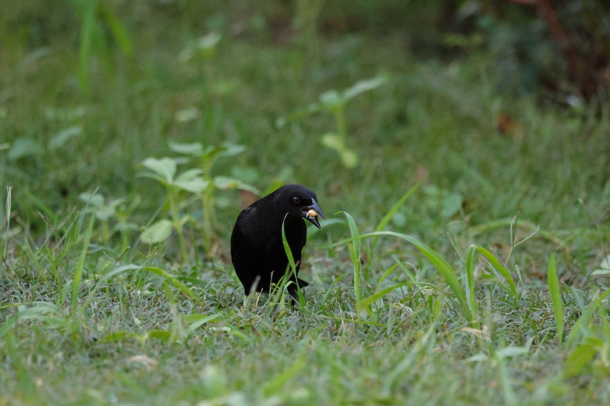 Bronzed Cowbird - ML644264333