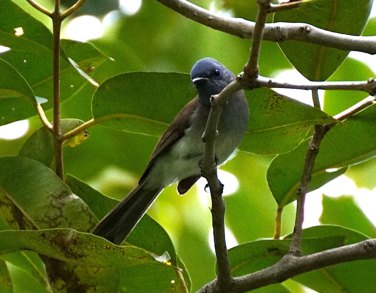 Tchitrec azuré - ML644264336